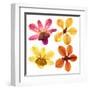 Pressed Orchids Back Lit on White-morganlstudios-Framed Art Print