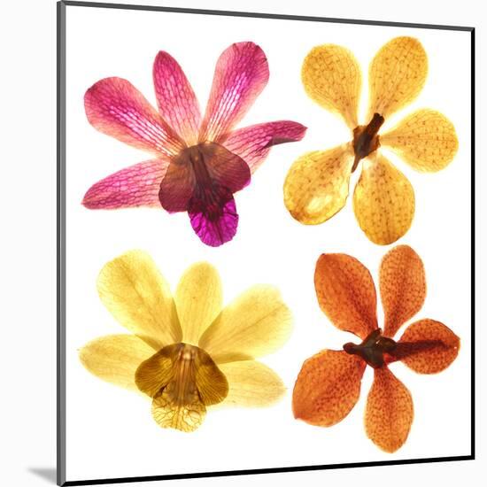 Pressed Orchids Back Lit on White-morganlstudios-Mounted Art Print