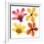 Pressed Orchids Back Lit on White-morganlstudios-Framed Art Print