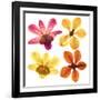 Pressed Orchids Back Lit on White-morganlstudios-Framed Art Print