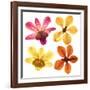 Pressed Orchids Back Lit on White-morganlstudios-Framed Art Print