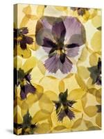 Pressed Pansy Background-ttbphoto-Stretched Canvas