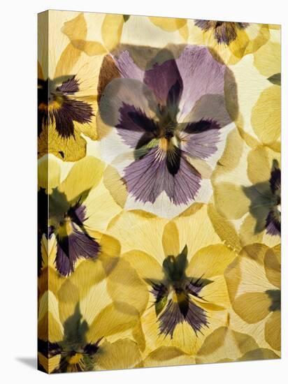 Pressed Pansy Background-ttbphoto-Stretched Canvas