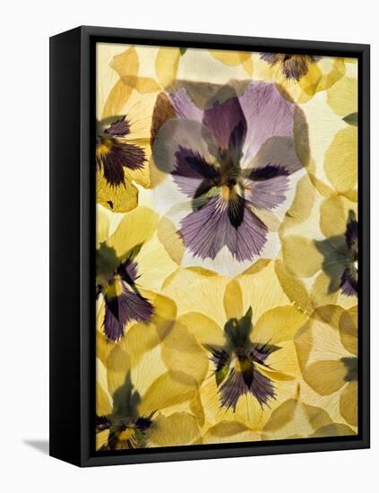 Pressed Pansy Background-ttbphoto-Framed Stretched Canvas