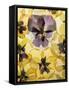 Pressed Pansy Background-ttbphoto-Framed Stretched Canvas