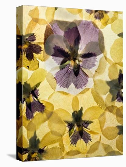 Pressed Pansy Background-ttbphoto-Stretched Canvas