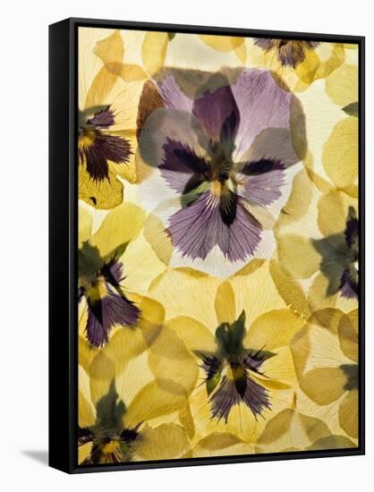 Pressed Pansy Background-ttbphoto-Framed Stretched Canvas