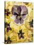 Pressed Pansy Background-ttbphoto-Stretched Canvas