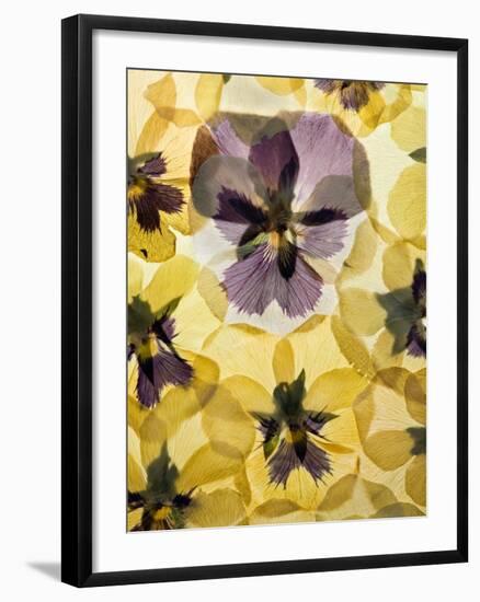 Pressed Pansy Background-ttbphoto-Framed Art Print