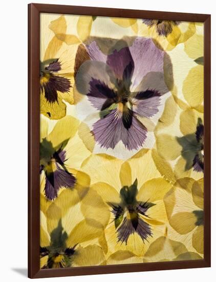 Pressed Pansy Background-ttbphoto-Framed Art Print