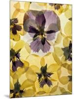 Pressed Pansy Background-ttbphoto-Mounted Art Print