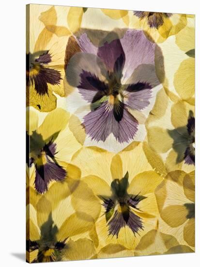 Pressed Pansy Background-ttbphoto-Stretched Canvas