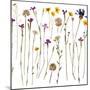 Pressed Wild Flowers-Iwona Grodzka-Mounted Art Print