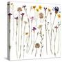 Pressed Wild Flowers-Iwona Grodzka-Stretched Canvas