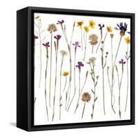 Pressed Wild Flowers-Iwona Grodzka-Framed Stretched Canvas