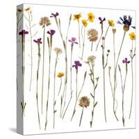 Pressed Wild Flowers-Iwona Grodzka-Stretched Canvas