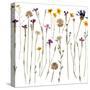 Pressed Wild Flowers-Iwona Grodzka-Stretched Canvas