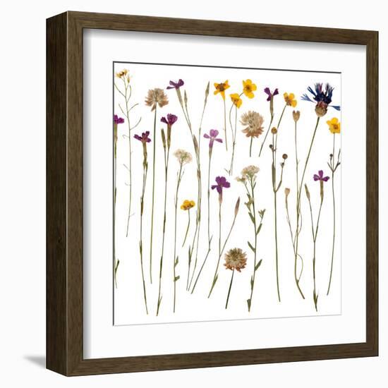 Pressed Wild Flowers-Iwona Grodzka-Framed Art Print