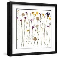Pressed Wild Flowers-Iwona Grodzka-Framed Art Print