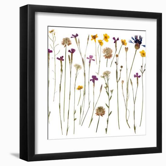 Pressed Wild Flowers-Iwona Grodzka-Framed Art Print