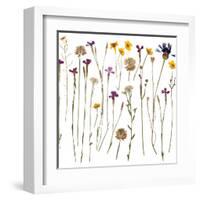 Pressed Wild Flowers-Iwona Grodzka-Framed Art Print