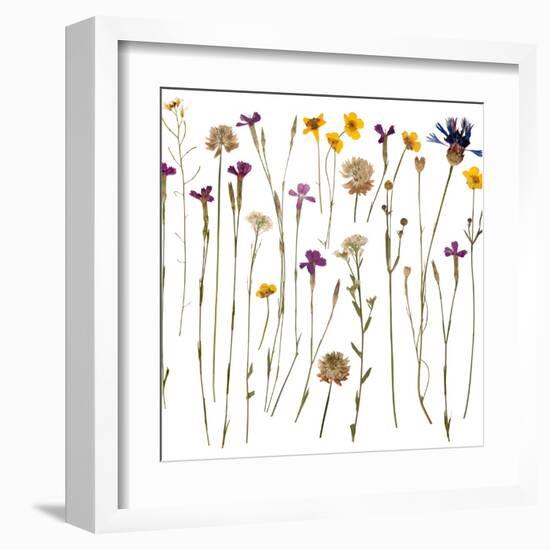 Pressed Wild Flowers-Iwona Grodzka-Framed Art Print