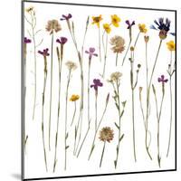 Pressed Wild Flowers-Iwona Grodzka-Mounted Art Print