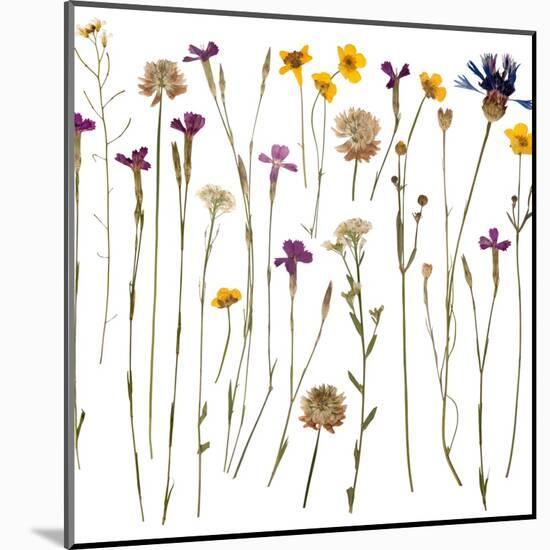 Pressed Wild Flowers-Iwona Grodzka-Mounted Art Print