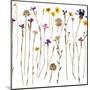 Pressed Wild Flowers-Iwona Grodzka-Mounted Art Print