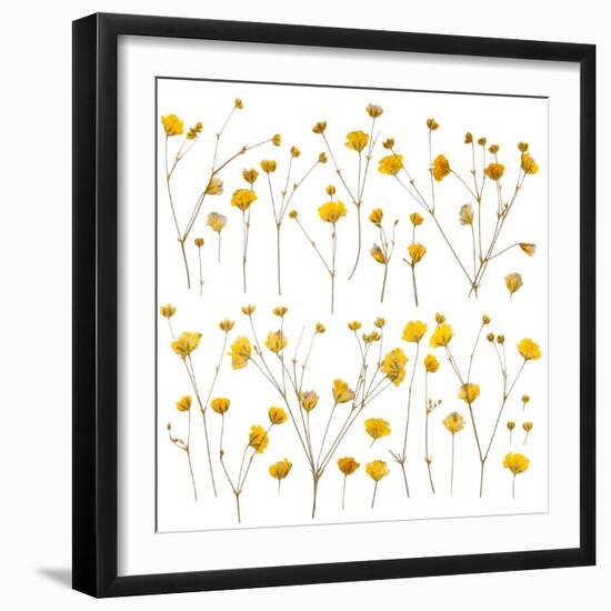 Pressed Yellow Wildflowers-Iwona Grodzka-Framed Art Print