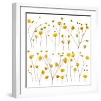 Pressed Yellow Wildflowers-Iwona Grodzka-Framed Art Print