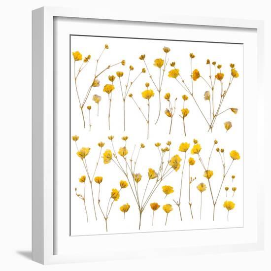 Pressed Yellow Wildflowers-Iwona Grodzka-Framed Art Print