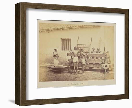 Pressing the fecula, 1877-Oscar Jean Baptiste Mallitte-Framed Giclee Print