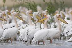 Eastern White Pelicans (Pelecanus Onolocratus) Danube Delta, Romania, May 2009-Presti-Photographic Print