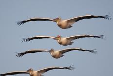 Red Breasted Geese and White Fronted Geese in Flight at Sunrise, Durankulak Lake, Bulgaria-Presti-Photographic Print