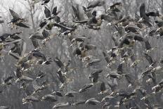 Three Eastern White Pelicans (Pelecanus Onolocratus) in Flight, Danube Delta, Romania, May 2009-Presti-Photographic Print