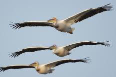 White Fronted Geese (Anser Albifrons) in Flight, Durankulak Lake, Bulgaria, February 2009-Presti-Stretched Canvas