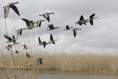 White Fronted Geese (Anser Albifrons) in Flight, Durankulak Lake, Bulgaria, February 2009-Presti-Framed Photographic Print