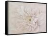 Prettiness-Andrew Michaels-Framed Stretched Canvas