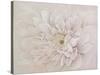 Prettiness-Andrew Michaels-Stretched Canvas