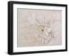 Prettiness-Andrew Michaels-Framed Art Print