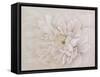 Prettiness-Andrew Michaels-Framed Stretched Canvas