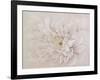 Prettiness-Andrew Michaels-Framed Art Print