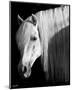 Pretty Boy-Barry Hart-Mounted Art Print