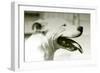 Pretty Boy-Karen Williams-Framed Photographic Print