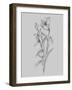 Pretty Flower I-Jasmine Woods-Framed Art Print