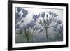 Pretty Focus-Wild Wonders of Europe-Framed Giclee Print