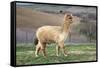 Pretty Gold Alpaca-CountrySpecial-Framed Stretched Canvas