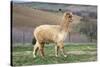 Pretty Gold Alpaca-CountrySpecial-Stretched Canvas