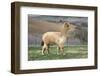 Pretty Gold Alpaca-CountrySpecial-Framed Photographic Print